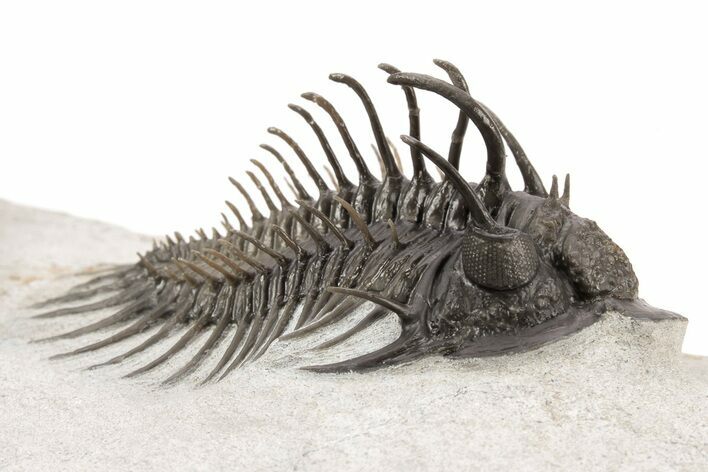 Nice Spiny Comura Trilobite With Morocops #214403